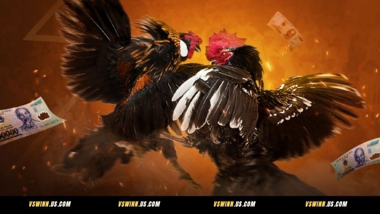 Giới thiệu đôi nét về đá gà VSWIN